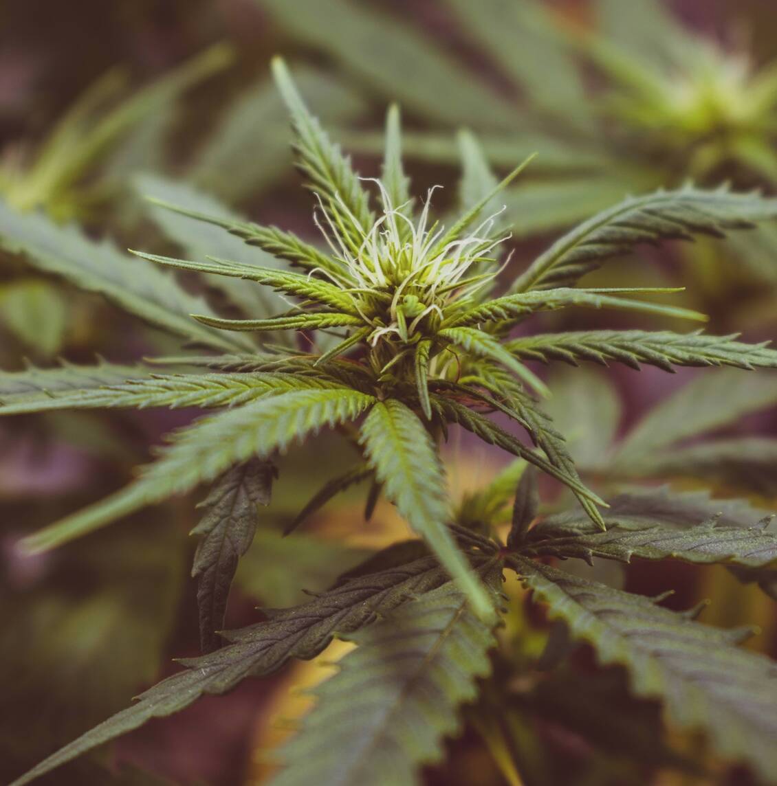 feuille de cannabis